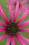 Flower;Blooming;Blossom;Bloom;Plants;Flowering;Botanical;Nature;Petal;Garden;Col